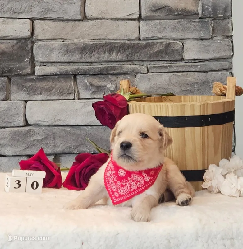 Red Collar  – Golden Retriever puppy for sale in Friendsville, TN
