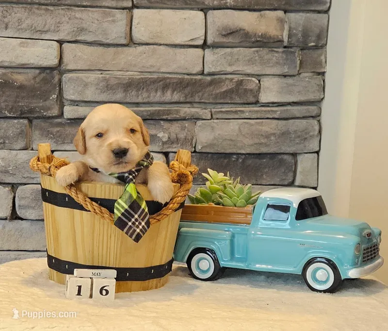 Lime Green Collar  – Golden Retriever puppy for sale in Friendsville, TN