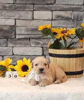 White collar, a female Golden Retriever for sale in Friendsville, TN – 7 of 9