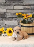 White collar, a female Golden Retriever for sale in Friendsville, TN – 2 of 9