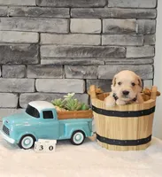Olive Green Collar , a male Golden Retriever for sale in Friendsville, TN – 5 of 7