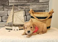 Brown Collar, a male Golden Retriever for sale in Friendsville, TN – 3 of 7