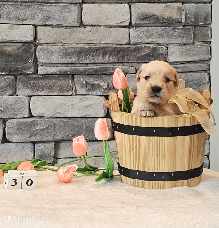 Orange Collar – Golden Retriever puppy for sale in Friendsville, TN