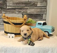 Lime Green Collar , a male Golden Retriever for sale in Friendsville, TN – 2 of 6