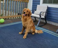White collar, a female Golden Retriever for sale in Friendsville, TN – 9 of 9