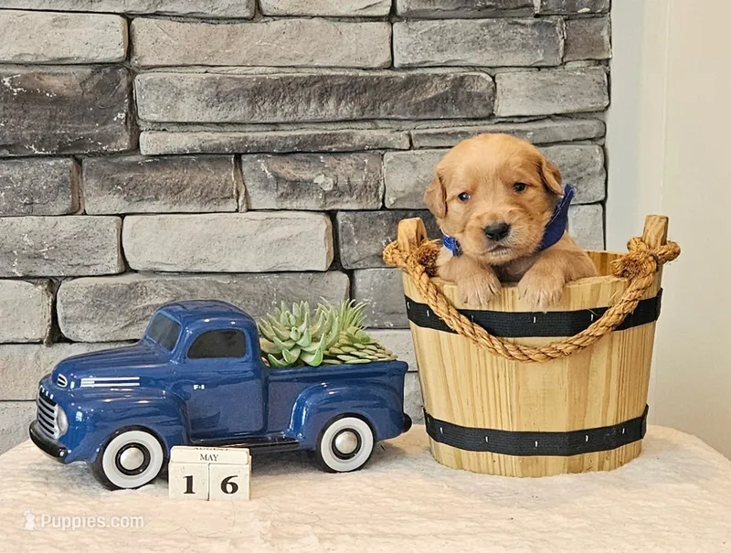 Blue Collar – Golden Retriever puppy for sale in Friendsville, TN