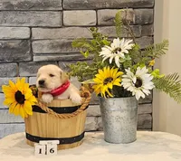 Red collar , a female Golden Retriever for sale in Friendsville, TN – 7 of 7