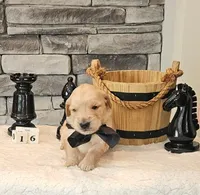Gray Collar , a male Golden Retriever for sale in Friendsville, TN – 8 of 8