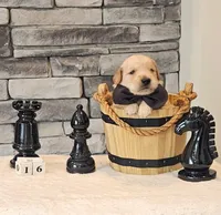 Gray Collar , a male Golden Retriever for sale in Friendsville, TN – 4 of 8