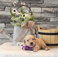 Purple Collar , a female Golden Retriever for sale in Friendsville, TN – 3 of 8