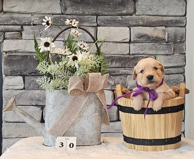 Purple Collar  – Golden Retriever puppy for sale in Friendsville, TN
