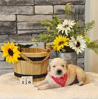 Red collar , a female Golden Retriever for sale in Friendsville, TN – 2 of 7