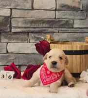 Red Collar , a female Golden Retriever for sale in Friendsville, TN – 4 of 10