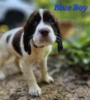 Blue Boy, a male English Springer Spaniel for sale in Higden, AR – 1 of 4