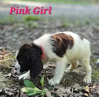 Pink Girl, a female English Springer Spaniel for sale in Higden, AR – 7 of 7