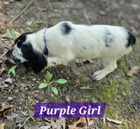 Purple Girl, a female English Springer Spaniel for sale in Higden, AR – 5 of 5