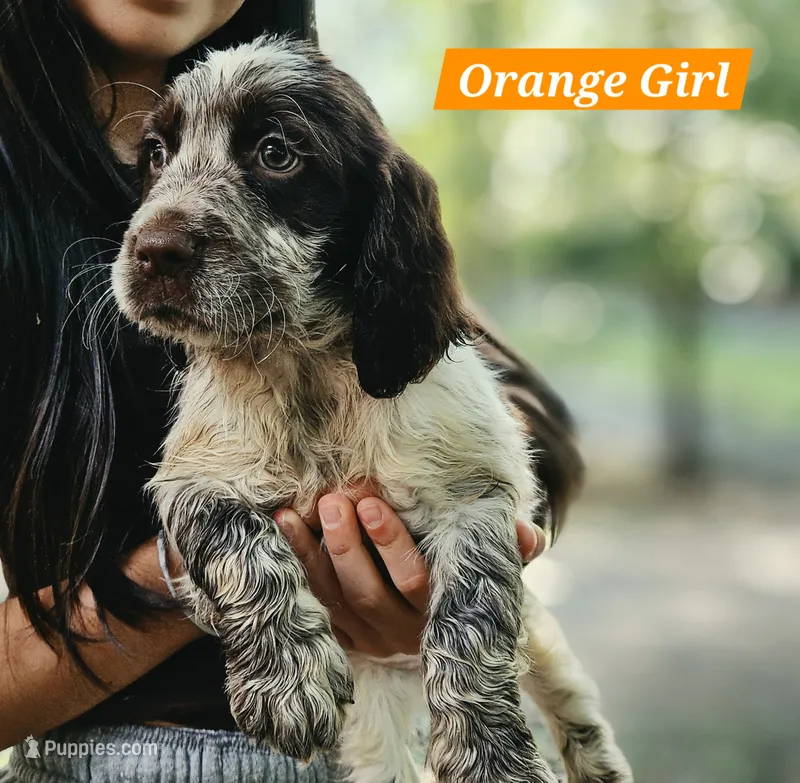 Orange Girl – English Springer Spaniel puppy for sale in Higden, AR