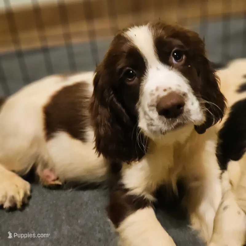 Pink Girl – English Springer Spaniel puppy for sale in Higden, AR