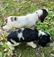 Tri-Color Boy, a male English Springer Spaniel for sale in Higden, AR – 4 of 6