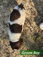 Green Boy, a male English Springer Spaniel for sale in Higden, AR – 4 of 5