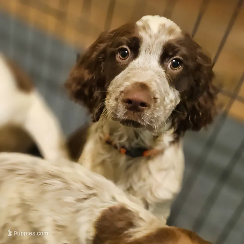 Orange Girl – English Springer Spaniel puppy for sale in Higden, AR