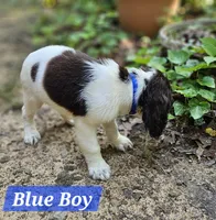 Blue Boy, a male English Springer Spaniel for sale in Higden, AR – 4 of 4