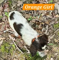 Orange Girl, a female English Springer Spaniel for sale in Higden, AR – 4 of 5