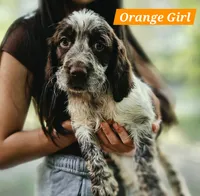 Orange Girl, a female English Springer Spaniel for sale in Higden, AR – 2 of 5