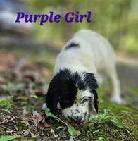 Purple Girl, a female English Springer Spaniel for sale in Higden, AR – 2 of 5