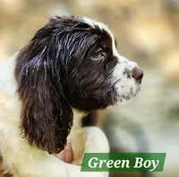 Green Boy, a male English Springer Spaniel for sale in Higden, AR – 5 of 5