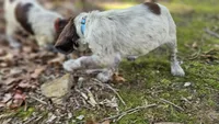 Light Blue Girl, a female English Springer Spaniel for sale in Higden, AR – 6 of 6