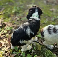 Tri-Color Boy, a male English Springer Spaniel for sale in Higden, AR – 6 of 6