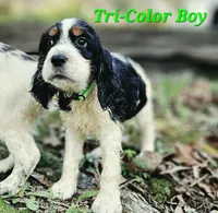Tri-Color Boy, a male English Springer Spaniel for sale in Higden, AR – 2 of 6