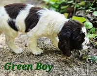 Green Boy, a male English Springer Spaniel for sale in Higden, AR – 3 of 5