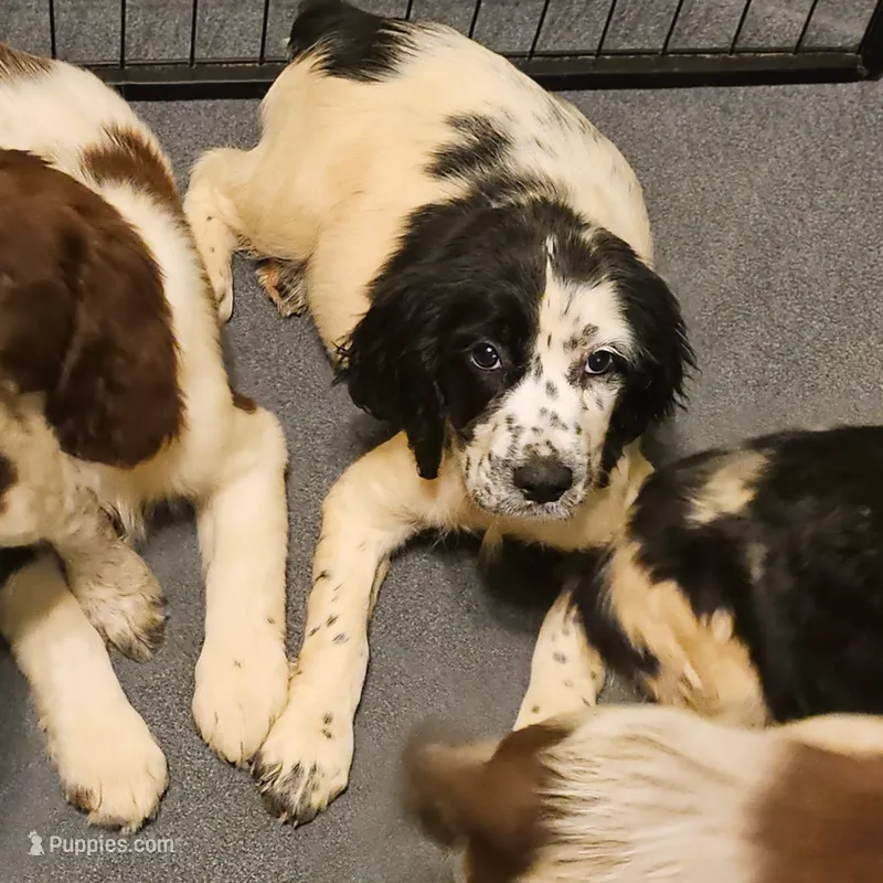 Purple Girl – English Springer Spaniel puppy for sale in Higden, AR