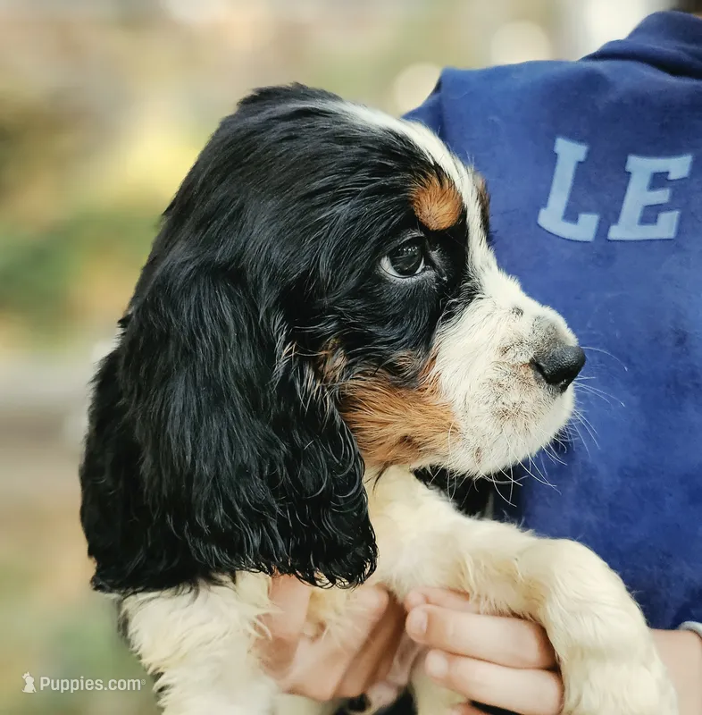 Tri-Color Boy – English Springer Spaniel puppy for sale in Higden, AR