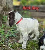 Red Boy, a male English Springer Spaniel for sale in Higden, AR – 3 of 6