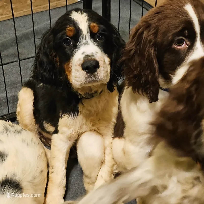Tri-Color Boy – English Springer Spaniel puppy for sale in Higden, AR