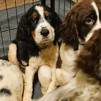 Tri-Color Boy, a male English Springer Spaniel for sale in Higden, AR – 1 of 8