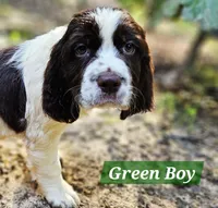 Green Boy, a male English Springer Spaniel for sale in Higden, AR – 2 of 5