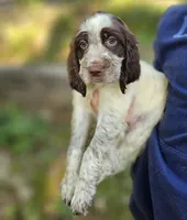 Red Boy, a male English Springer Spaniel for sale in Higden, AR – 5 of 6