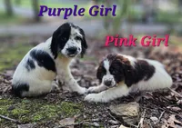 Purple Girl, a female English Springer Spaniel for sale in Higden, AR – 4 of 5