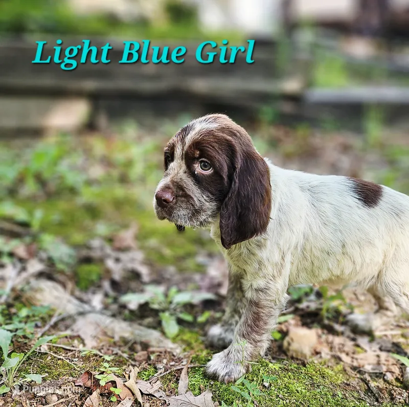 Light Blue Girl – English Springer Spaniel puppy for sale in Higden, AR