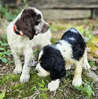 Tri-Color Boy, a male English Springer Spaniel for sale in Higden, AR – 5 of 6