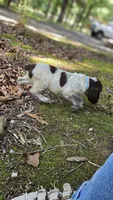 Light Blue Girl, a female English Springer Spaniel for sale in Higden, AR – 4 of 6