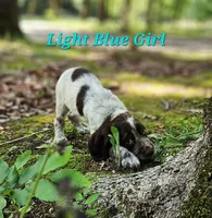 Light Blue Girl, a female English Springer Spaniel for sale in Higden, AR – 2 of 6