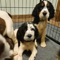Tri-Color Boy, a male English Springer Spaniel for sale in Higden, AR – 8 of 8