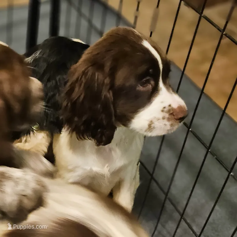 Blue Boy – English Springer Spaniel puppy for sale in Higden, AR