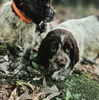 Orange Girl, a female English Springer Spaniel for sale in Higden, AR – 5 of 5