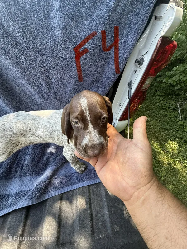 GSP Female ready to go  – German Shorthaired Pointer puppy for sale in Winchester, KY